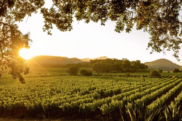 PlumpJack Estate Winery by null