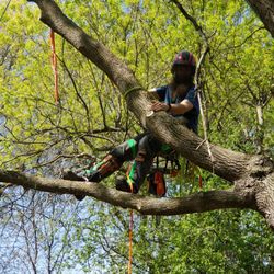 Pink's Tree Service