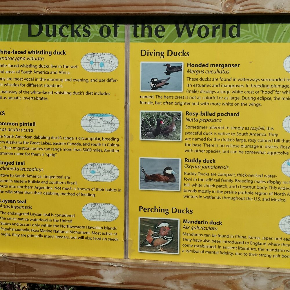 Wildest Show In Town - Duck info! - Festivals Near Me - Honolulu, Hawaii Wildest Show In Town - Duck info! - Festivals Near Me - Honolulu, Hawaii
