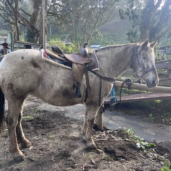 Coastside Trail Rides - Cinnamon before the ride - Horseback Riding Near Me - Moss Beach, California