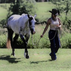 JL Performance Horses - Get started today - (845) 260-0962