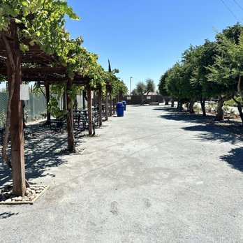 Forestiere Underground Gardens - Citrus trees are able to grow because the nice soil from underground was layered on the surface. - Botanical Gardens Near Me - Fresno, California