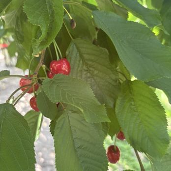 Gem Orchards - Cherries! - Fruits & Veggies Near Me - Emmett, Idaho Gem Orchards - Cherries! - Fruits & Veggies Near Me - Emmett, Idaho