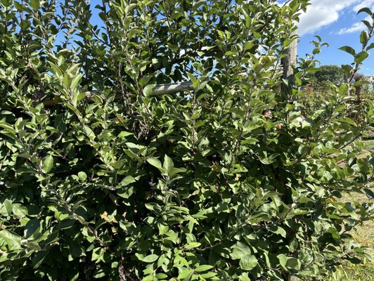 Terhune Orchards by null