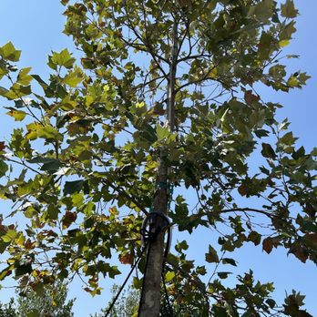 Moon Valley Nurseries - Mexican sycamore tree - Nurseries & Gardening Near Me - Forney, Texas Moon Valley Nurseries - Mexican sycamore tree - Nurseries & Gardening Near Me - Forney, Texas