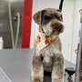 Photo of Wag'n Train Mobile Pet Grooming