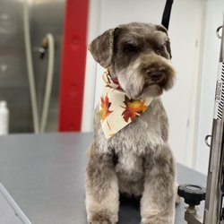 Wag'n Train Mobile Pet Grooming - Ellie
