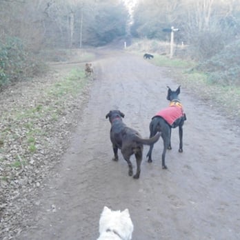 Primo Pet Services - Dog Walkers Near Me - London, XGL Primo Pet Services - Dog Walkers Near Me - London, XGL