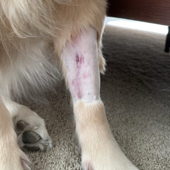 Healing Paws Veterinary Clinic - Proof of incompetence - Veterinarians Near Me - Springfield, Missouri