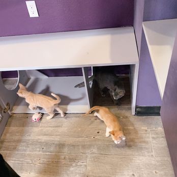 PHX Cat Cafe - Pet Adoption Near Me - Phoenix, Arizona
