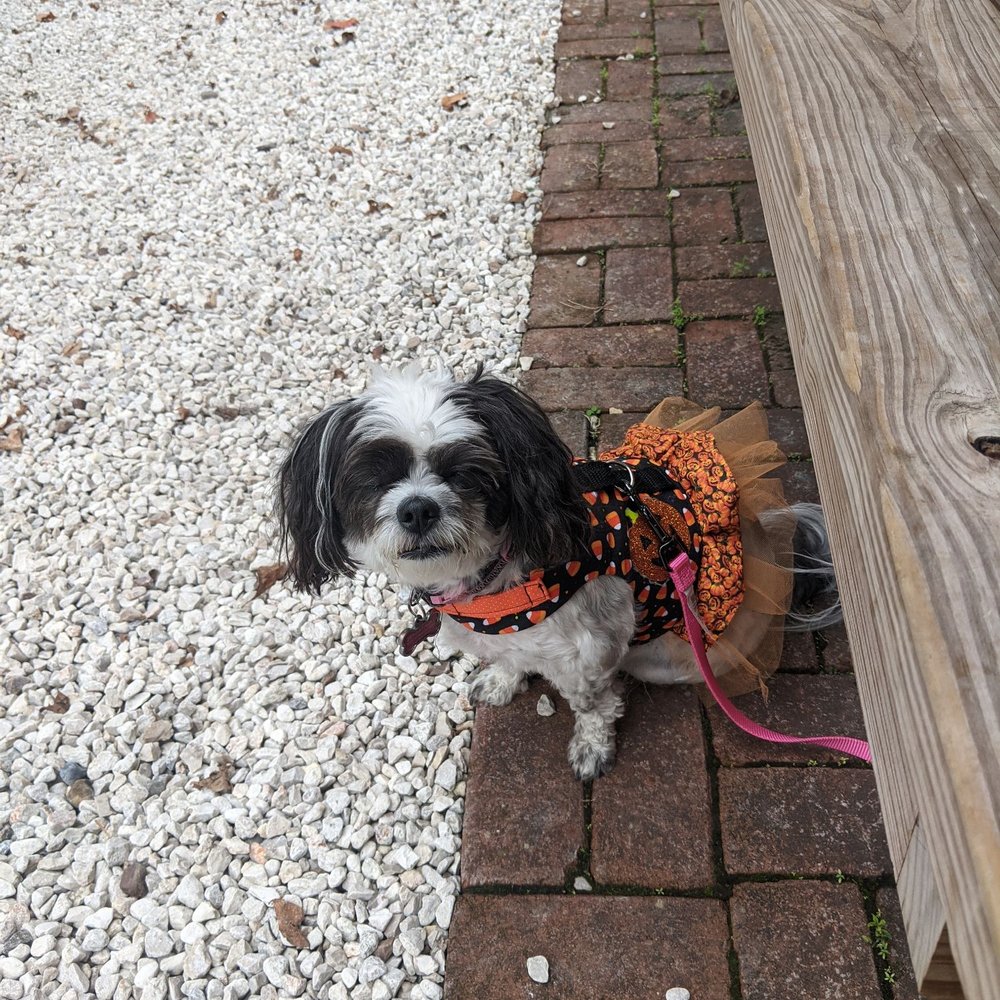 The Backyard - Lulu loves the Backyard - American Near Me - Seabrook, Texas The Backyard - Lulu loves the Backyard - American Near Me - Seabrook, Texas