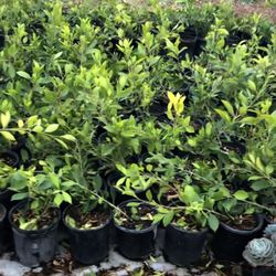 JJ Martinez Nursery