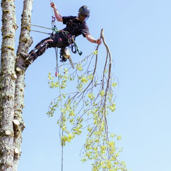 Uprooted Tree Service - Tree Services Near Me - Oregon City, Oregon Uprooted Tree Service - Tree Services Near Me - Oregon City, Oregon