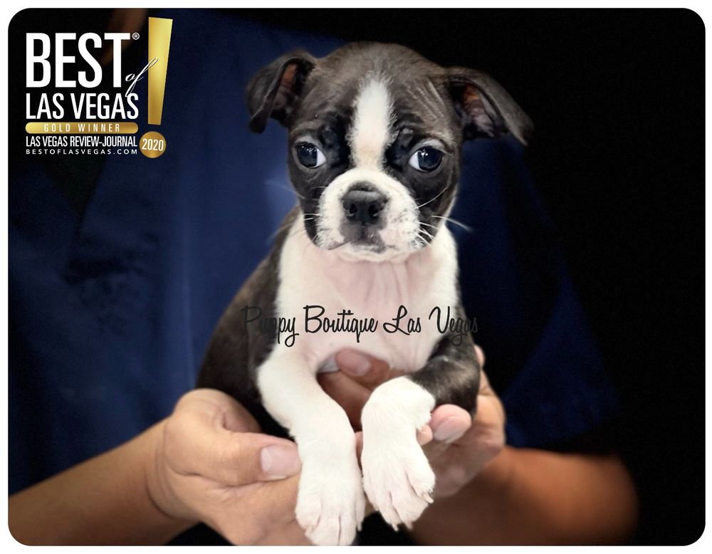 Puppy Boutique Las Vegas 834 Photos 132 Reviews Pet Stores 4343 N Rancho Dr Las Vegas Nv United States Phone Number