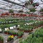 Photo of Vite Greenhouses