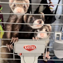 Whiteway Pet Shop - Ferrets
