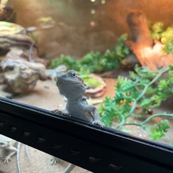 Twin Cities Reptiles - Pet Stores Near Me - Saint Paul, Minnesota Twin Cities Reptiles - Pet Stores Near Me - Saint Paul, Minnesota