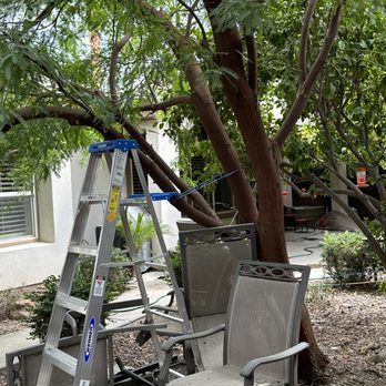 Alex's Tree Services - Before - Tree Services Near Me Alex's Tree Services - Before - Tree Services Near Me