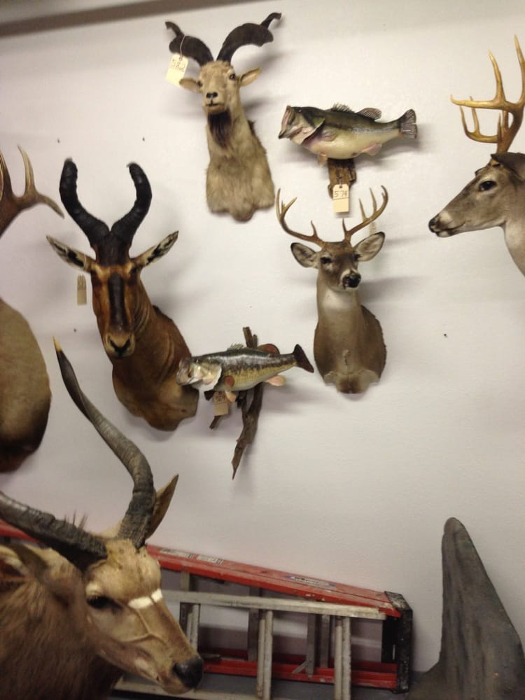 Superior Animal Brokers - taxidermy in Springtown, TX