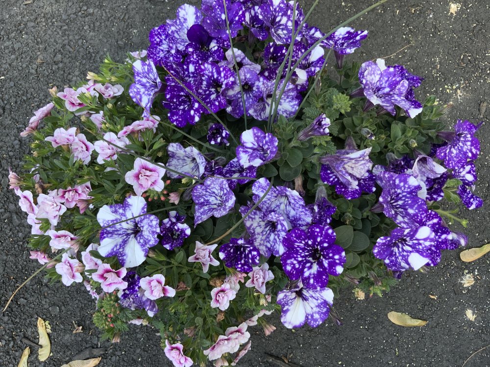 GRAWTOWN GREENHOUSE Updated September 2024 35 Photos 264 Grawtown