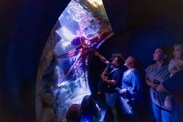 Birch Aquarium by null