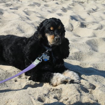 Race Point Beach - The beach is dog-friendly! - Beaches Near Me - Provincetown, Massachusetts