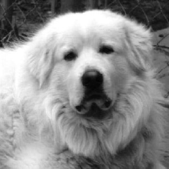 Dallas Dog Trainer - Hank - Pet Training Near Me - Dallas, Texas