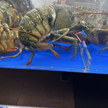 T Market - Huge lobsters - International Grocery Near Me - Natick, Massachusetts