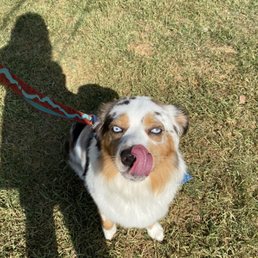 Right after I picked Ozzie up today