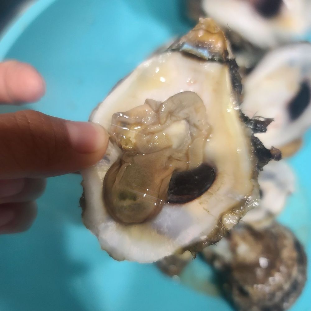 Groomer's Seafood - Already bad, brown, not plump. Unsafe to consume. - Seafood Markets Near Me - San Antonio, Texas Groomer's Seafood - Already bad, brown, not plump. Unsafe to consume. - Seafood Markets Near Me - San Antonio, Texas