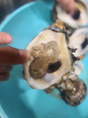 Groomer's Seafood by null