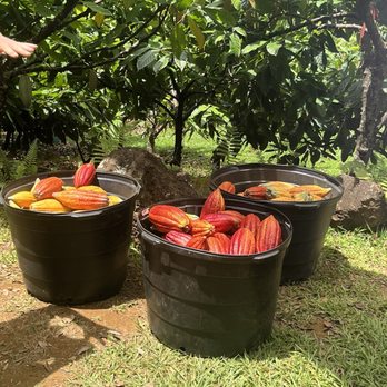 Lydgate Farms - The picked pods in a bucket - Botanical Gardens Near Me - Kapaa, Hawaii Lydgate Farms - The picked pods in a bucket - Botanical Gardens Near Me - Kapaa, Hawaii
