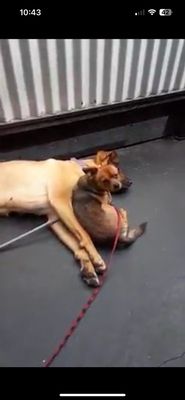 El Jardin Restaurant by null