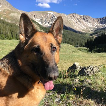 All Tails on Trails Dog Walking - Dog Walkers Near Me All Tails on Trails Dog Walking - Dog Walkers Near Me
