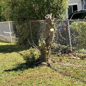 Black Dog Stump Grinding - Before pic! The hideous monstrosity I was left with and needed Black Dog to help! - Tree Services Near Me - Carson, Virginia Black Dog Stump Grinding - Before pic! The hideous monstrosity I was left with and needed Black Dog to help! - Tree Services Near Me - Carson, Virginia