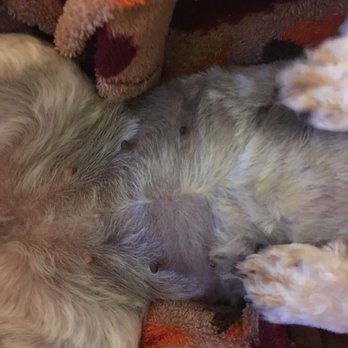 Happy Tails By Sandra - Pet Groomers Near Me - Lancaster, California Happy Tails By Sandra - Pet Groomers Near Me - Lancaster, California