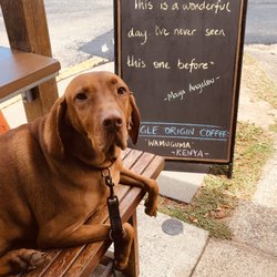 Saabi on Manson - Resident doggie