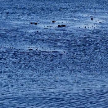 Morro Bay - Sea otters - Landmarks & Historical Buildings Near Me - Morro Bay, California