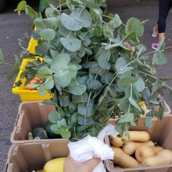 Near North Chicago Farmer's Market - Eucalyptus yass