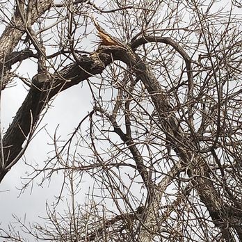 Southern Boy Tree - Tree Services Near Me Southern Boy Tree - Tree Services Near Me