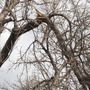 Photo of Southern Boy Tree