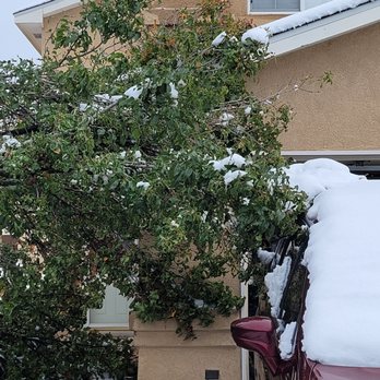 Blossom Trees - Tree Services Near Me
