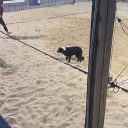 The Rusty Nail Bar - Volleyball court