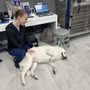 Photo of Graceful Paws Pet Clinic