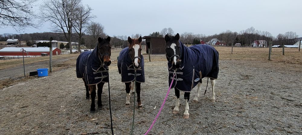 Post Family Farms - equestrian in Charlotte, VT