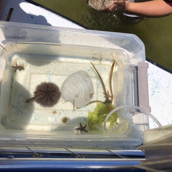 Capt Kathe's Boat Tours - Sea creatures - Boat Tours Near Me - Cortez, Florida