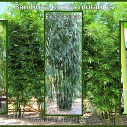 Tropical Bamboo Nursery & Gardens - Emerald Bamboo