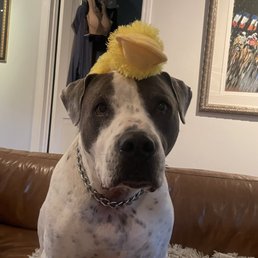 Dog