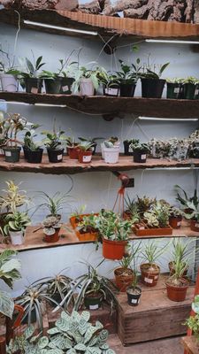 Succulence by null