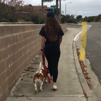 North County Canine Training - Maple in "heel" - Pet Training Near Me - Bonsall, California North County Canine Training - Maple in "heel" - Pet Training Near Me - Bonsall, California